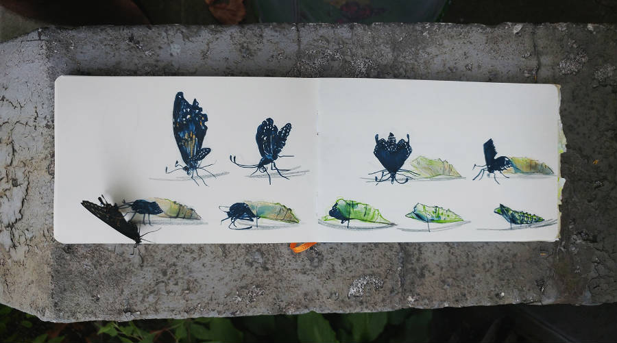 Children's Book Author & Illustrator Julia Sarcone-Roach